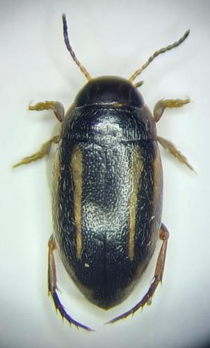 Réf. 336 713 : Graptodytes bilineatus